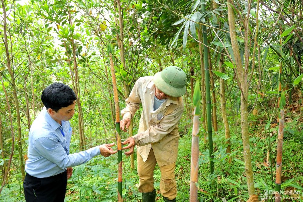 Chỉ là cây măng đắng thôi mà, vì sao 1 huyện ở Nghệ An phải vận động 2 hộ nông dân bảo vệ?