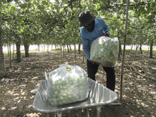 Ninh Thuận: Giá táo tươi tăng gấp đôi, nông dân thoăn thoắt hái bán cho thương lái, lãi hàng chục triệu/sào