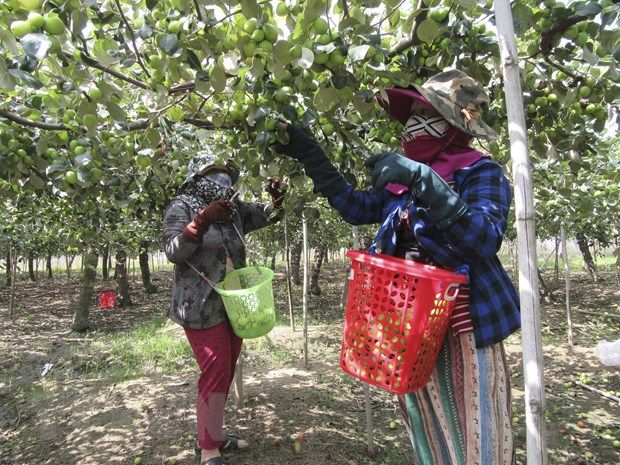 Táo được giá cao, nông dân Ninh Thuận phấn khởi thu hoạch
