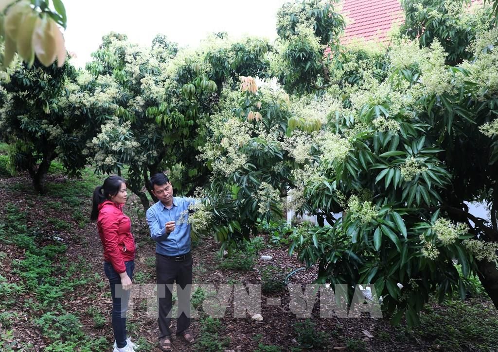 Bắc Giang phát triển 7 sản phẩm nông nghiệp chủ lực