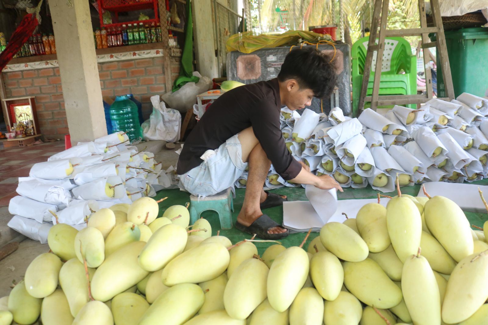 Nam Bộ sắp có 1,2 triệu tấn trái cây cần bán, thứ trái nào có sản lượng lớn nhất và hay bán đi đâu?