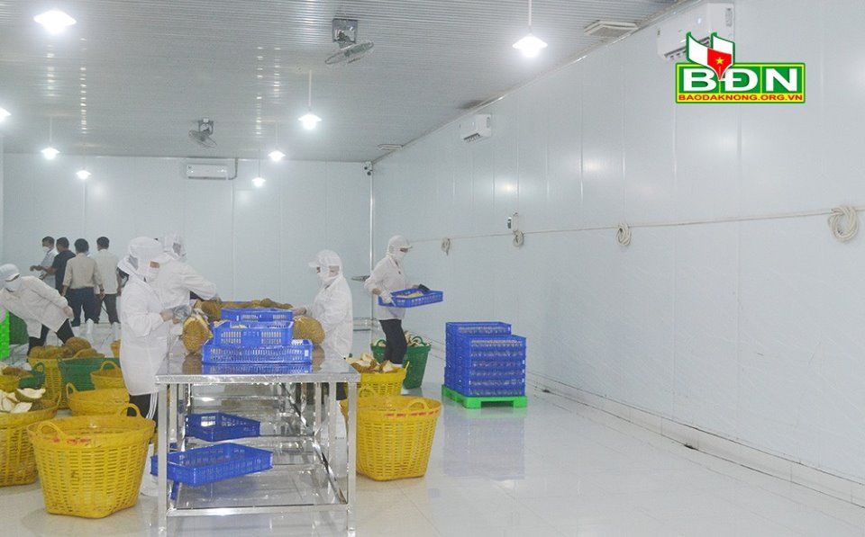 Trồng cây ăn trái xuất khẩu ở Đắk Nông, vì sao quả vào nhà lắp điều hòa vẫn thối, do khâu bảo quản yếu?
