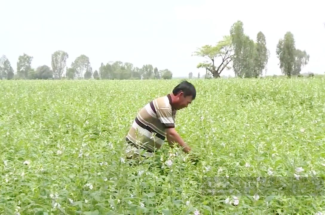 Vì sao trồng loại cây chi phí thấp, lợi nhuận ăn đứt cây lúa, nông dân vựa lúa Đồng Tháp Mười vẫn ngại?