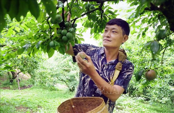 Sản xuất nông sản an toàn, góp phần bảo vệ môi trường