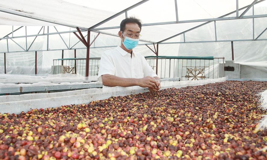 Sản xuất, tiêu thụ nông sản - kinh nghiệm từ Sơn La