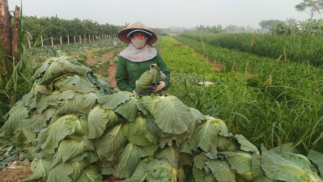 Đề phòng trộm cắp khi phơi nông sản