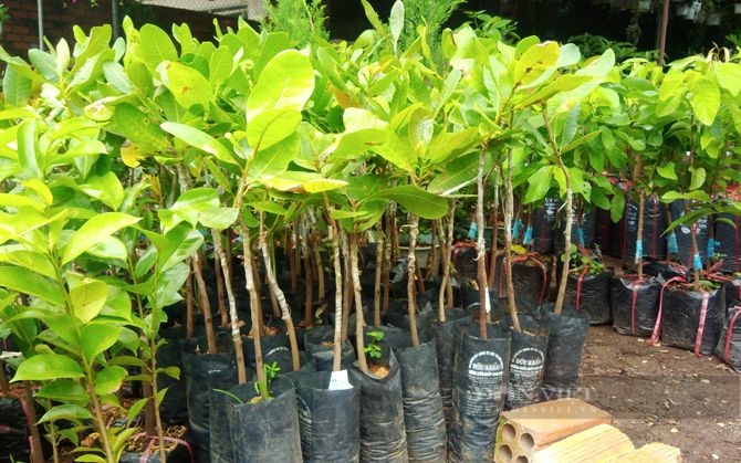 Cây giống nhiều loại đồng loạt rớt thảm ở Bình Phước, có chủ vườn 