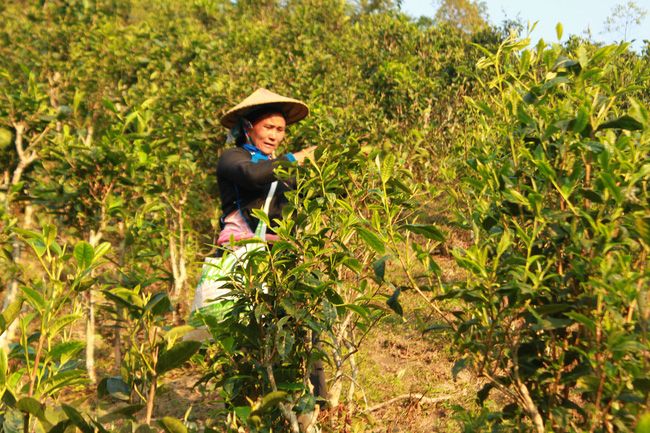 Lào Cai: Giá chè tươi tăng cao, nhà nông Bắc Hà yên tâm làm chè Shan tuyết