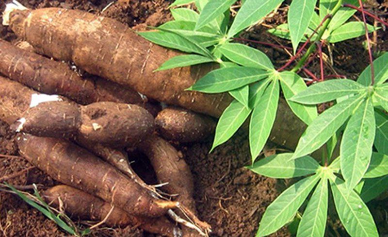Cám cảnh trồng mì ở Gia Lai, nắng chang chang nhổ lên lèo tèo mấy củ còi dí, nông dân lỗ nặng hết chỗ nói