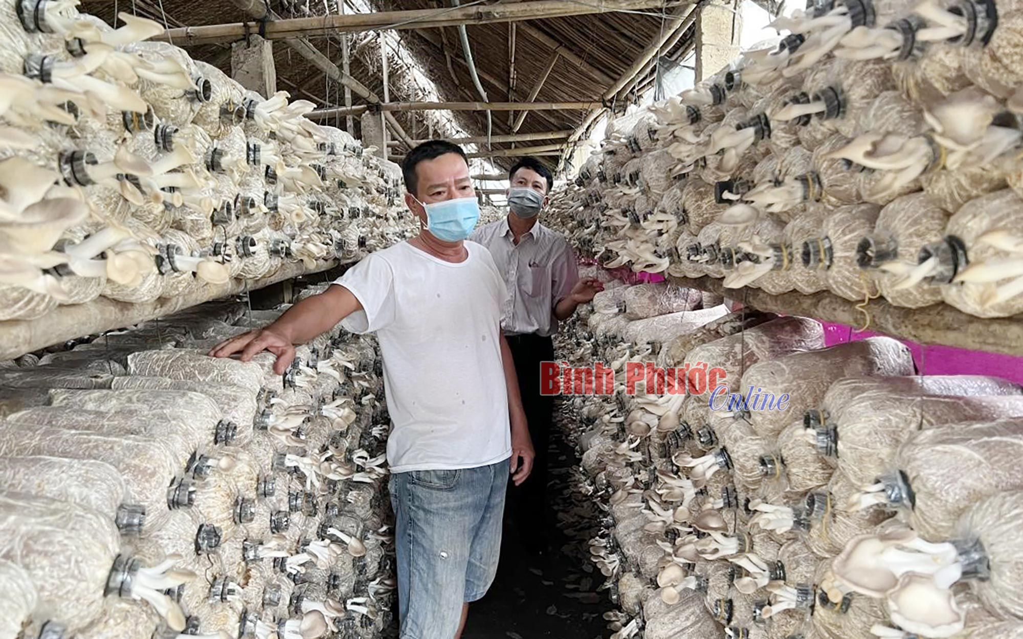 Chán nản vì giá mủ cao su lao dốc, nhà nông thả vô heo rừng lai, nghĩ làm chơi chơi ai ngờ thu tiền tỷ