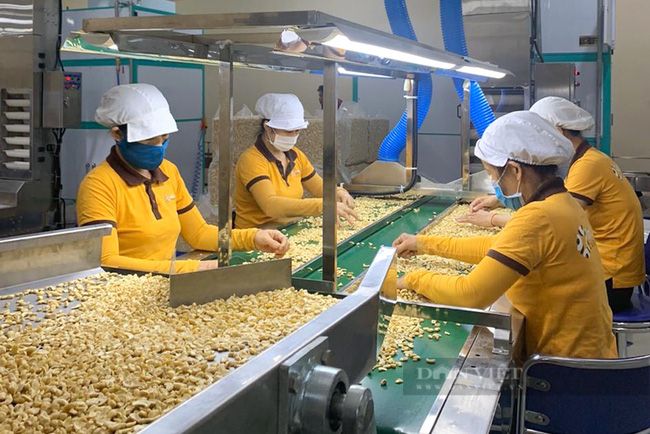 Nhìn vườn điều buồn thảm, nông dân Tây Nguyên nhặt nhạnh bán cho hay thế thôi chứ lời lãi gì đâu