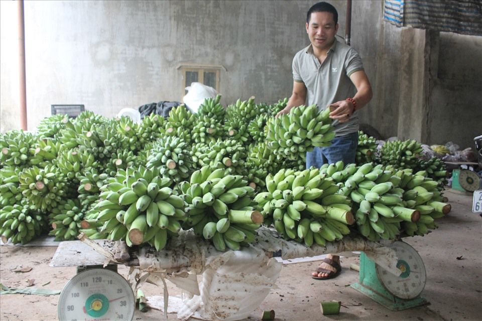 Mã số vùng trồng - Chìa khoá đưa nông sản Sơn La vươn xa