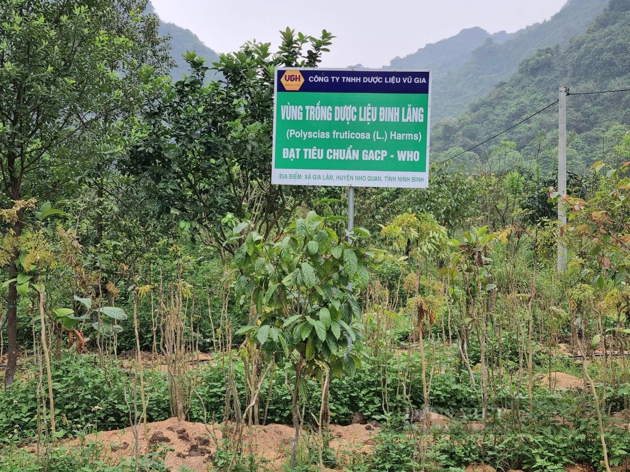 Đào củ, đào rễ, chặt thân cây 