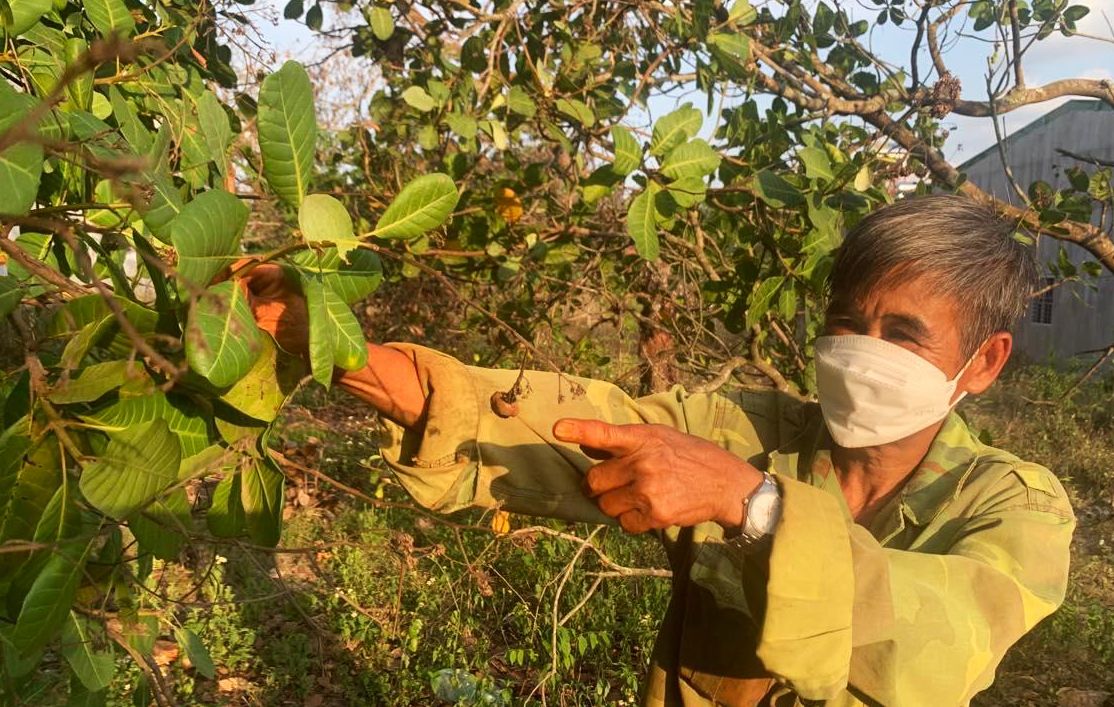 Nghịch lý: Doanh nghiệp bán loại hạt này với giá cao cho Mỹ, Trung Quốc, nông dân rầu vì giá tại vườn thấp chạm đáy
