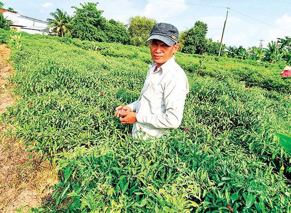 Trung Quốc tăng mua, giá ớt chỉ thiên nhảy múa liên tục