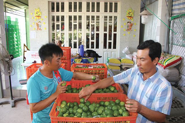 Trồng chanh không hạt đạt tiêu chuẩn toàn cầu, nông dân Đồng Tháp bán sang tận châu Âu