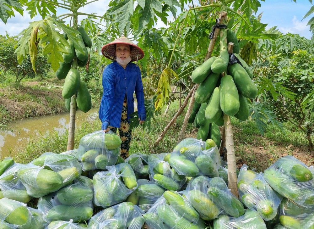 Trồng giống đu đủ Mã Lai toàn trái to bự, bán giá 3.000 đồng/kg vẫn lãi đều