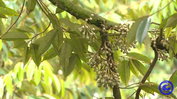 Tại Úc, sầu riêng Ri6 Việt Nam được ưa chuộng hơn cả sầu riêng ngon nhất thế giới Musang King