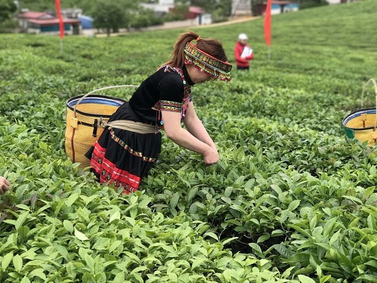 Tìm cách bán một loại hạt và một thứ lá đặc trưng của Việt Nam sang thị trường 1,4 tỷ dân