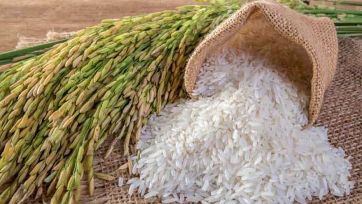Giá lúa gạo hôm nay 6/5: Nguồn lúa cạn đồng, giá ổn định