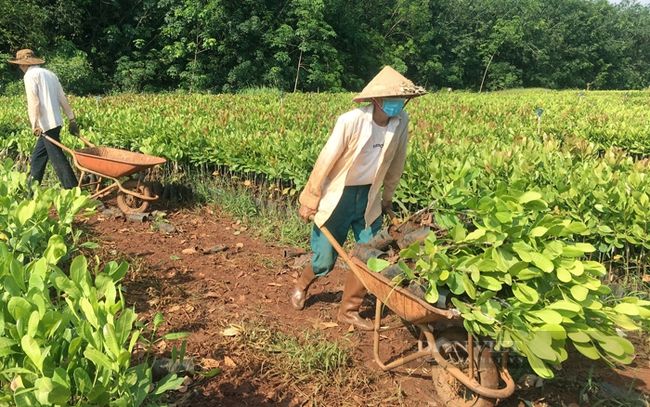Cú hích chuyển đổi số trong sản xuất nông nghiệp ở xứ trà