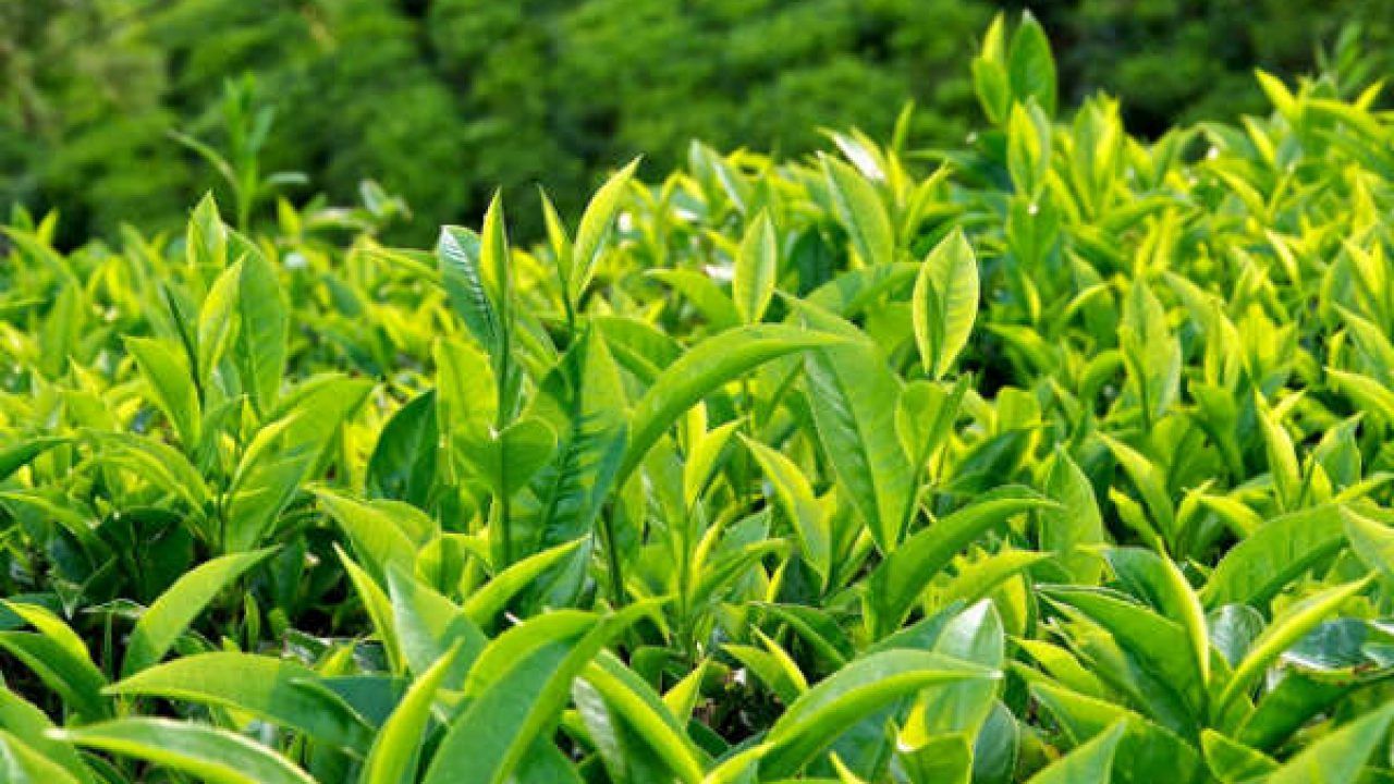 Chè Việt Nam đang có lợi thế cạnh tranh ở Anh
