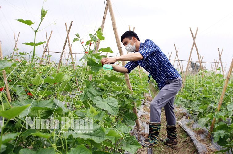 Chàng trai Ninh Bình trồng dưa chuột Nhật thế nào mà quả sai lúc lỉu, bán sang Nhật thu về tiền tỷ?