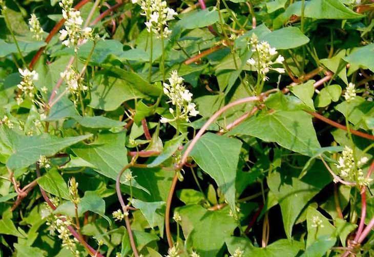 Trồng hà thủ ô, trồng cây xạ đen, nông dân Bắc Cạn nắm tay nhau biến ruộng cằn thành 