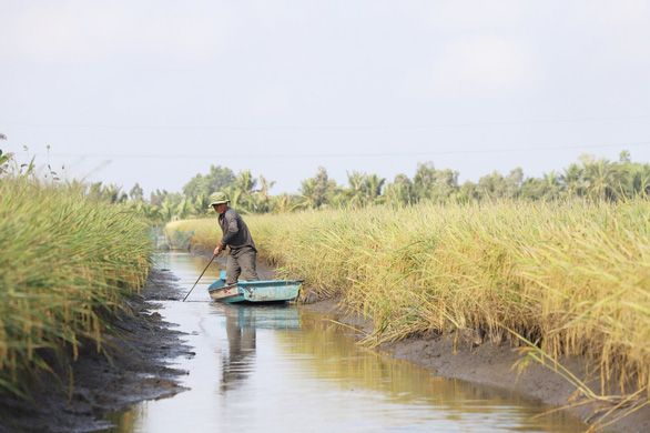 Thị trường nông sản thế giới: Giá gạo 5% tấm của Việt Nam tăng