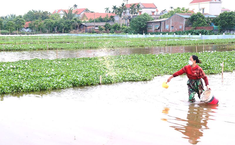 Nuôi trồng đặc sản, nông dân dễ giàu