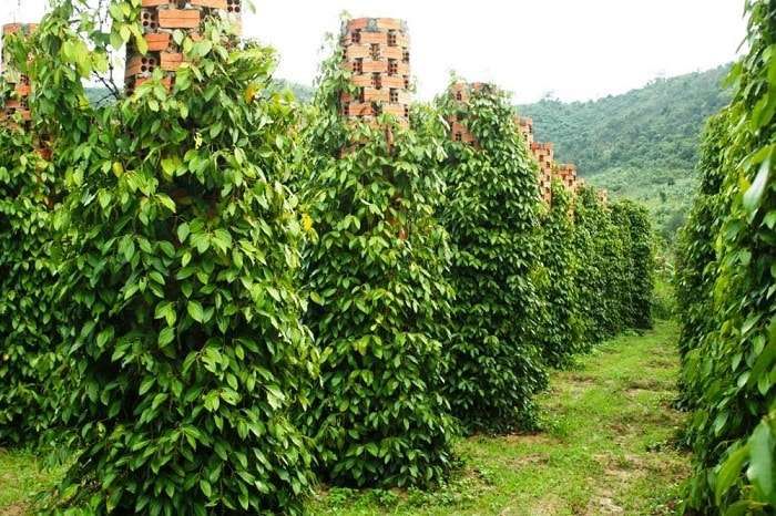 Giá nông sản hôm nay 9/5: Tiêu và cà phê đi xuống; heo hơi cao nhất đạt 60.000 đồng/kg.