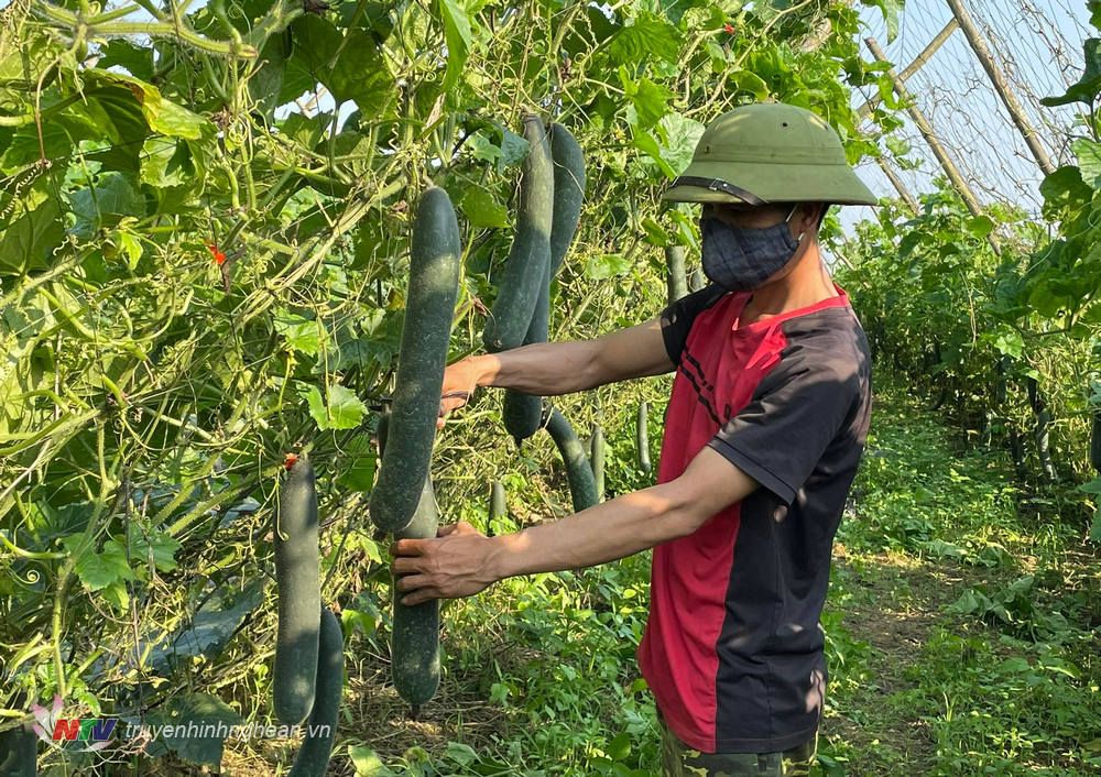Ruộng trồng thứ dây leo ra trái treo lủng lẳng đẹp như phim ở Nghệ An, ai đi qua cũng phải đứng ngó một tý