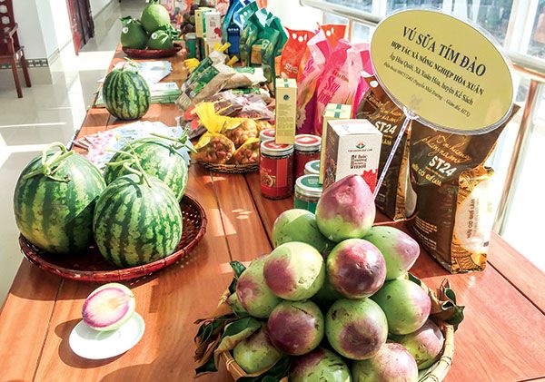 Tình cờ trồng giống vú sữa mới, lạ, nông dân Sóc Trăng lại bán thành công ra nước ngoài