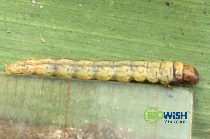 Phát hiện “khắc tinh” của sâu bệnh hại dừa