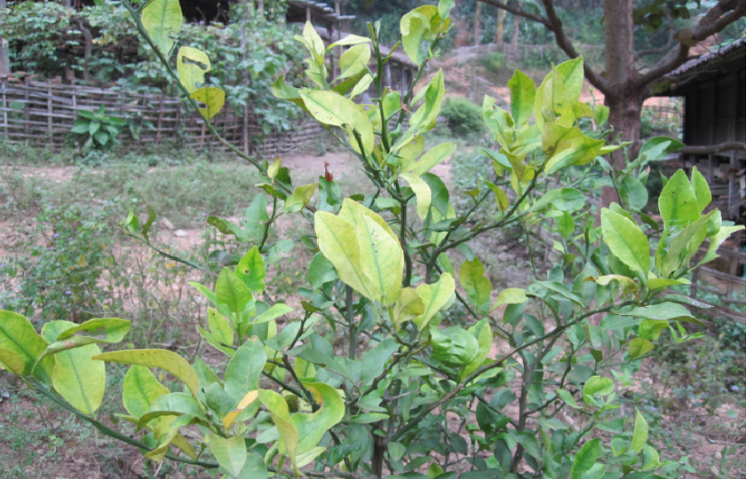 Bệnh vàng lá gân xanh (Greening) trên cây có múi
