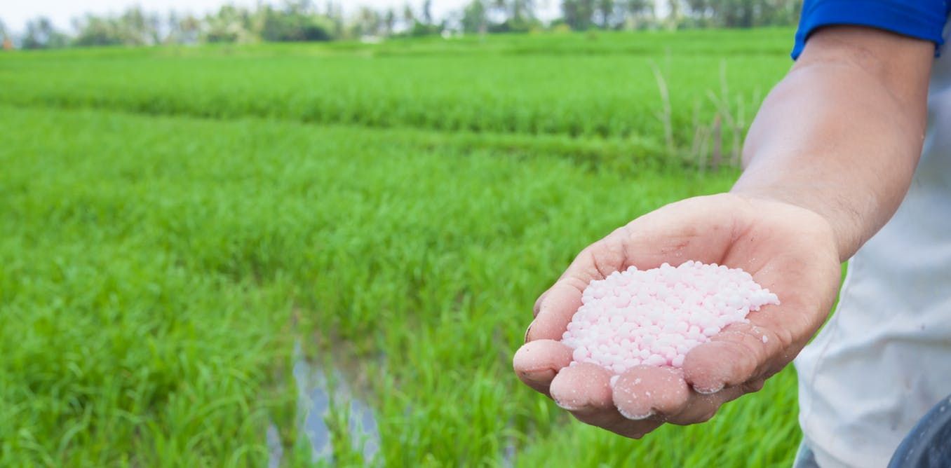 Vai trò tác dụng của phân đạm( N )với cây trồng