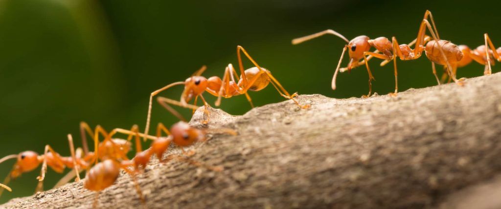 Giải pháp nuôi kiến vàng để thay thế thuốc trừ sâu – Mô hình làm giàu cho mọi người