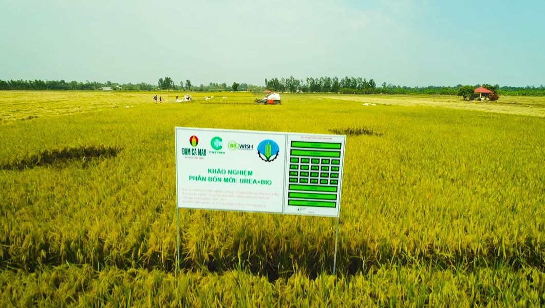Mặt trái của lúa vụ 3 và sản xuất lúa theo hướng hữu cơ