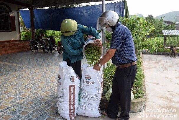 Đặc sản Hồng xứ Nghệ năm nay mất mùa tới 70%, người nông dân buồn thiu
