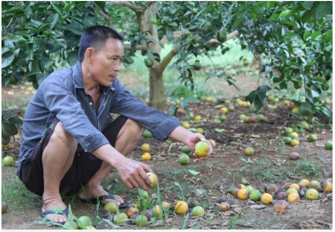 Nguyên nhân do đâu mà người dân trông cam ở Nghệ An khốn đốn?