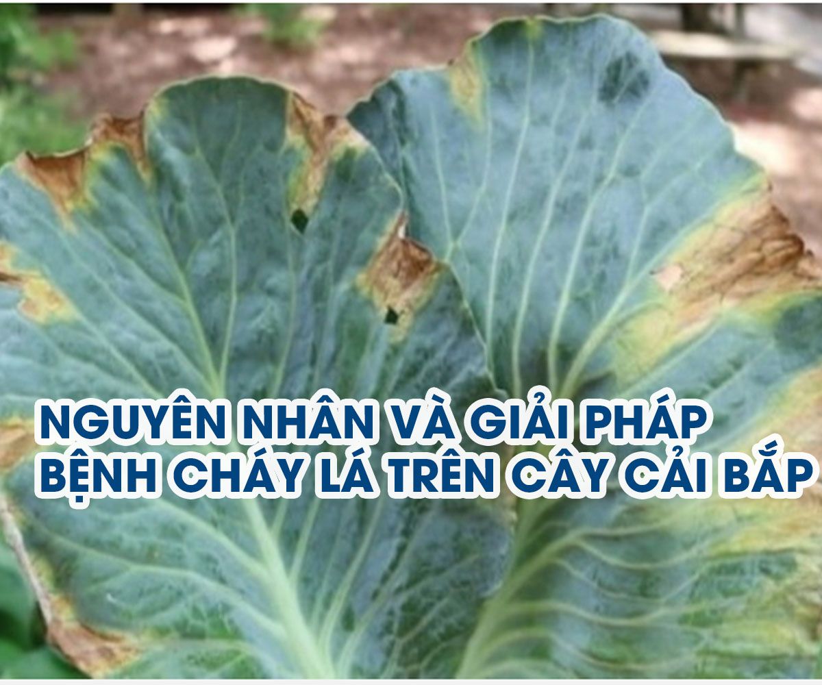 Hà Nội có hơn 200 doanh nghiệp cam kết bao tiêu rau an toàn