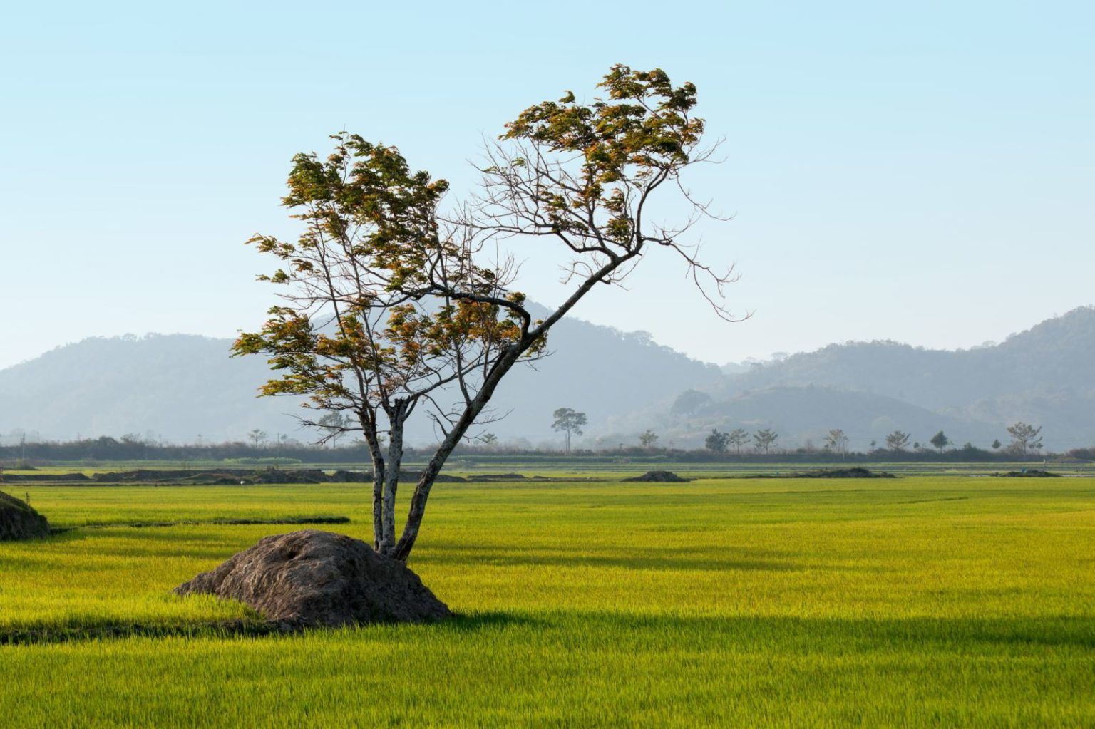 Trồng dược liệu, người dân Tây Nguyên thoát nghèo, có trăm triệu