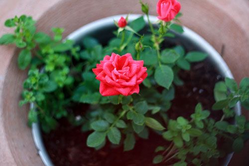Kỹ thuật trồng hoa hồng tỉ muội