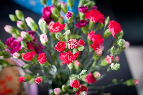 Kỹ thuật trồng hoa cẩm chướng bằng cành