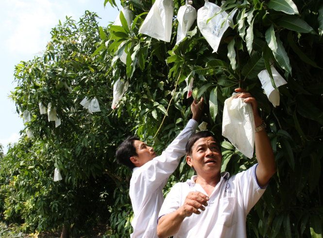 Nông dân trồng xoài lao đao vì tin đồn bao trái thất thiệt