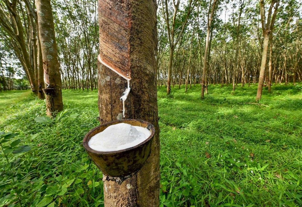 Trung Quốc đột ngột giảm mua một loại lâm sản của Việt Nam, chuyển sang mua của Lào