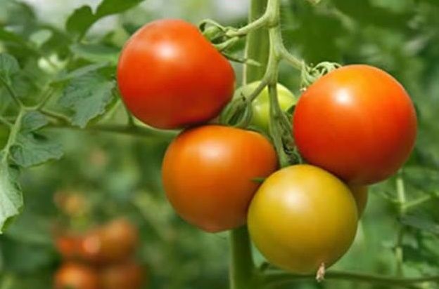 Hướng đẫn kỹ thuật trồng cà chua lai F1