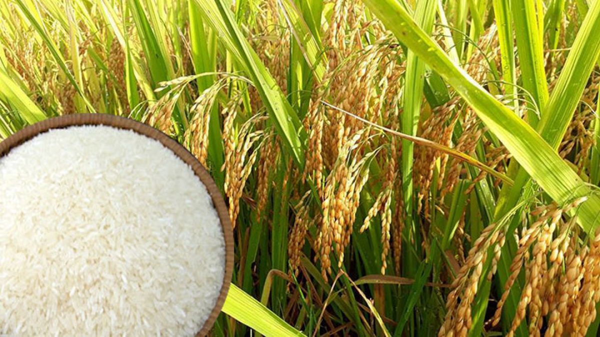 Giá lúa gạo hôm nay 23/5: Giao dịch chậm phiên đầu tuần