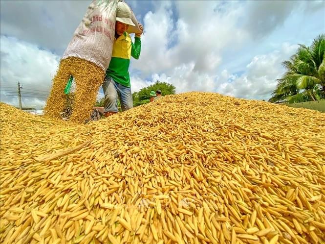 Thị trường nông sản tuần trước: Giá lúa ổn định