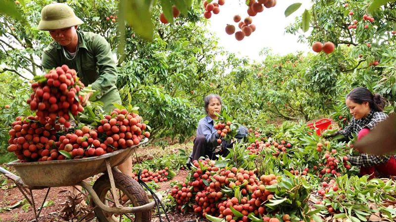 Xây dựng chỉ dẫn địa lý nông sản: Vẫn là câu chuyện dài